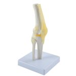 Articulation de genou