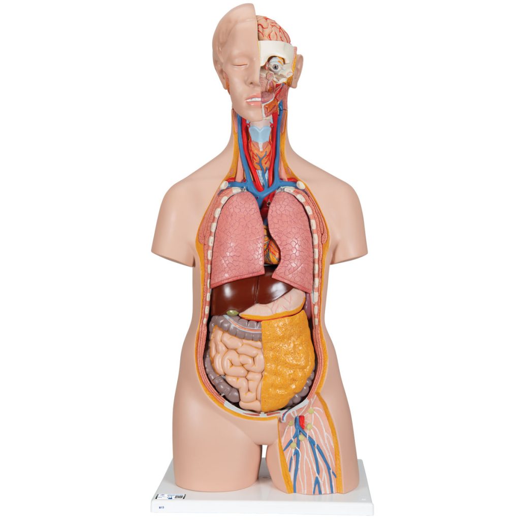 Modèle anatomique de coeur humain - KLARRION