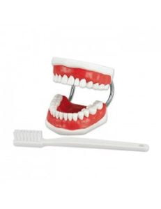 modele machoire brosse a dents