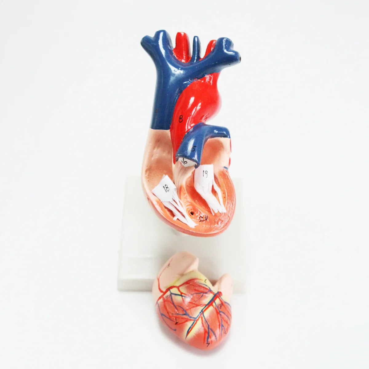 6 IMG 1095 scaled 6 IMG 1095 scaled