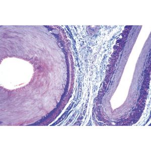 Préparations Microscopiques