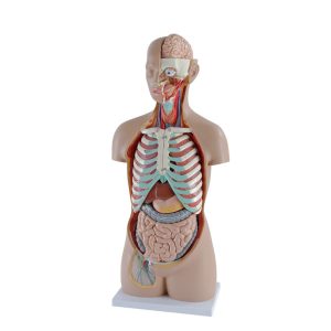 Tronc Humain Non Bisexué 85 cm