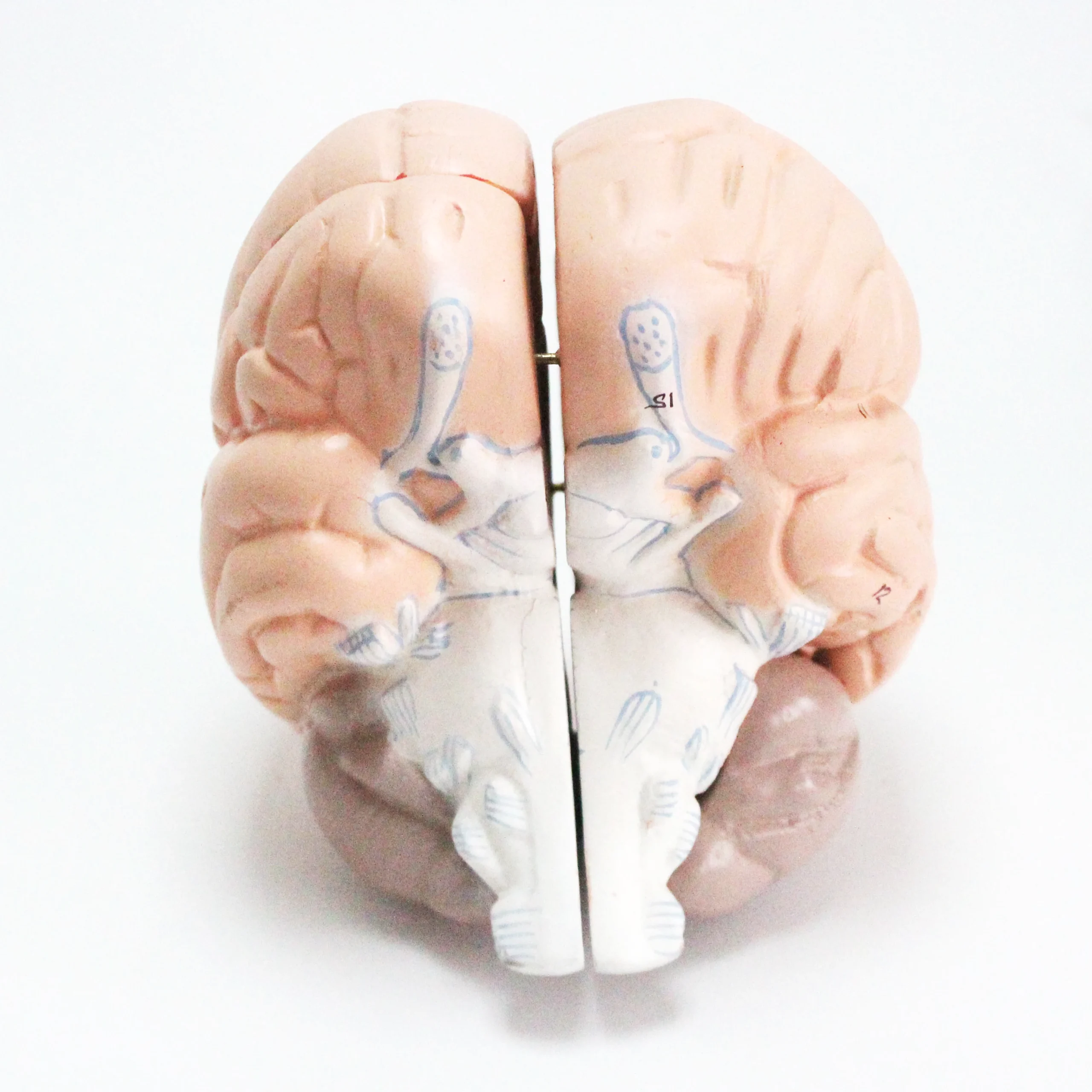 Modèle de squelette humain