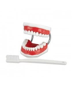 modele machoire brosse a dents