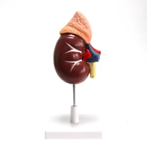 Modèle anatomique de rein humain