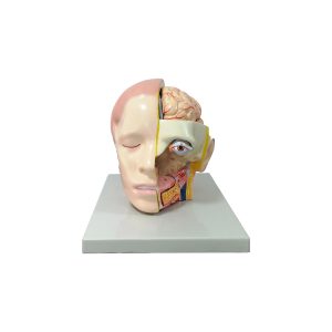 Modèle anatomique : Tête humaine