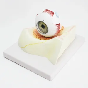 Modèle d'oeil humain